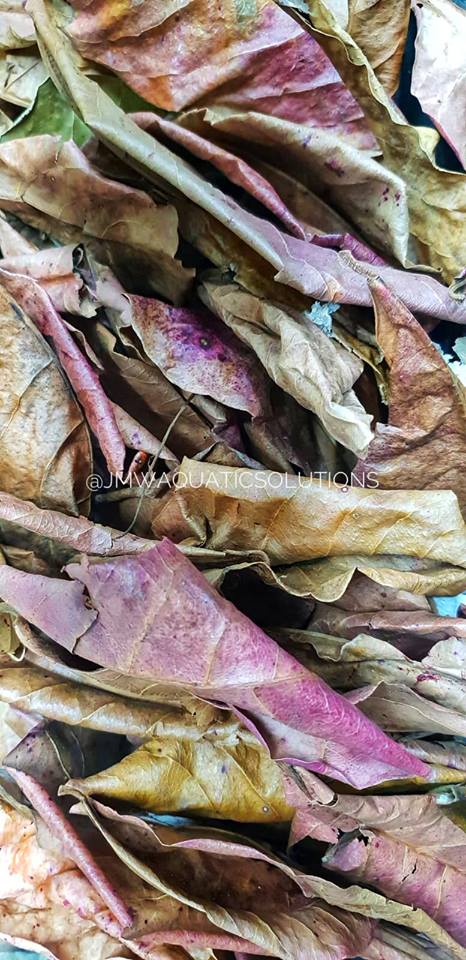 INDIAN ALMOND LEAVES