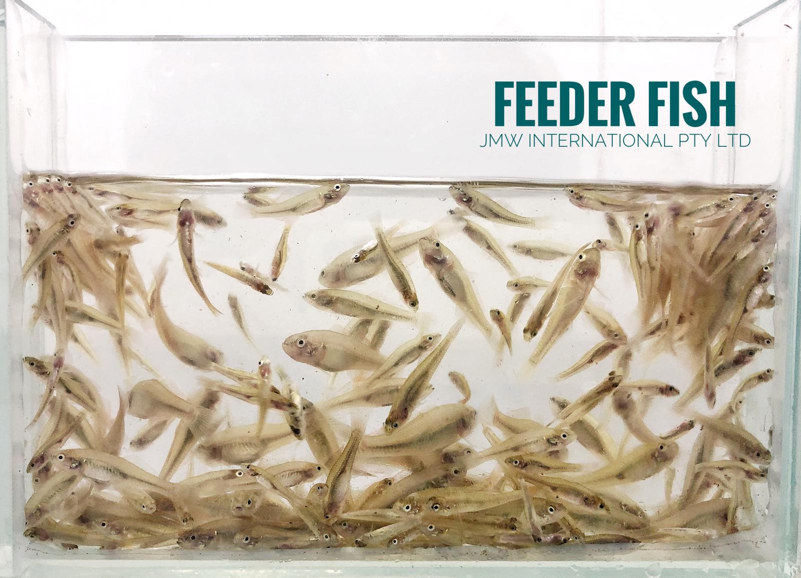 FEEDER FISH