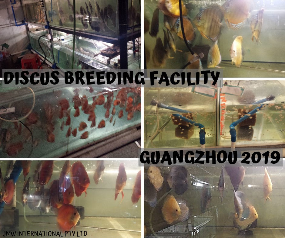 DISCUS BREEDING FACILITY GUANGZHOU 2019