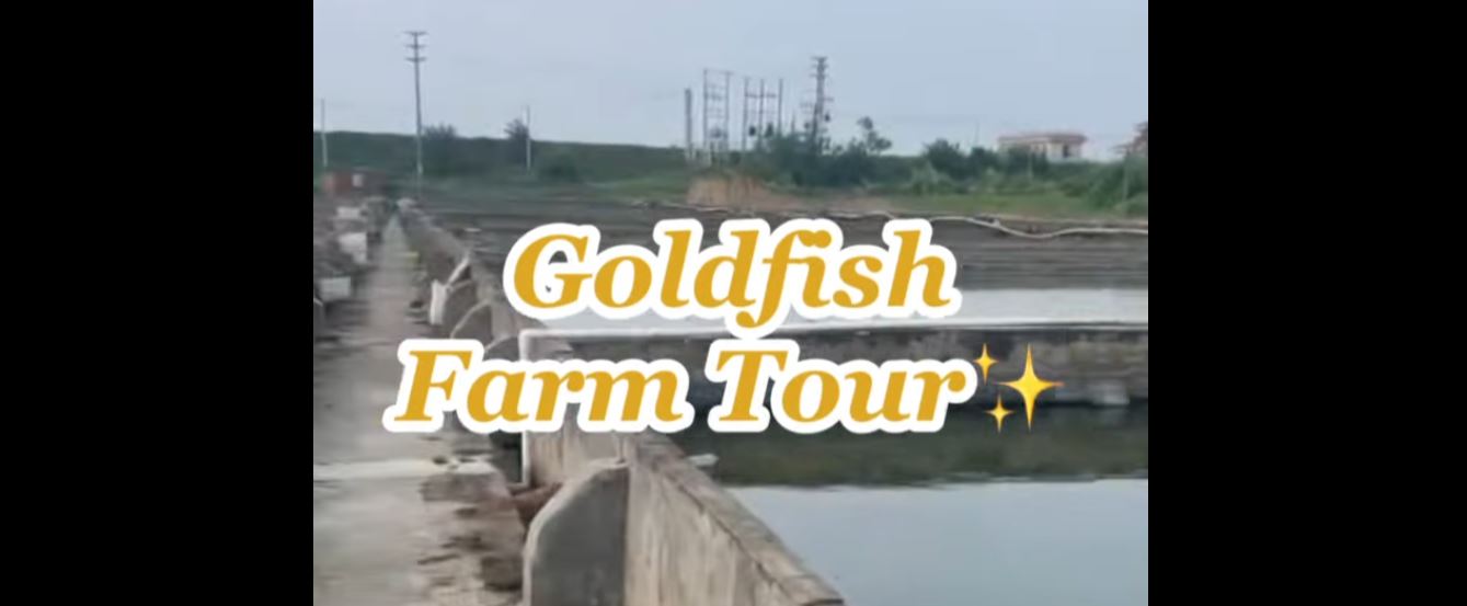 Goldfish Farm Tour