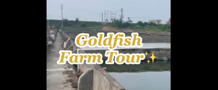 Goldfish Farm Tour