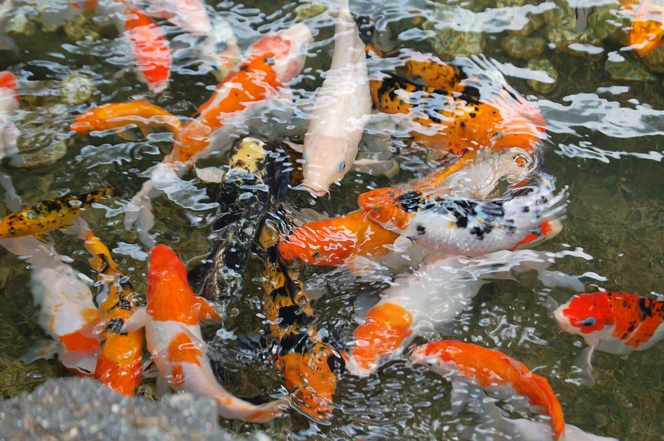 KOI BREEDING FACILITY VISIT 2019