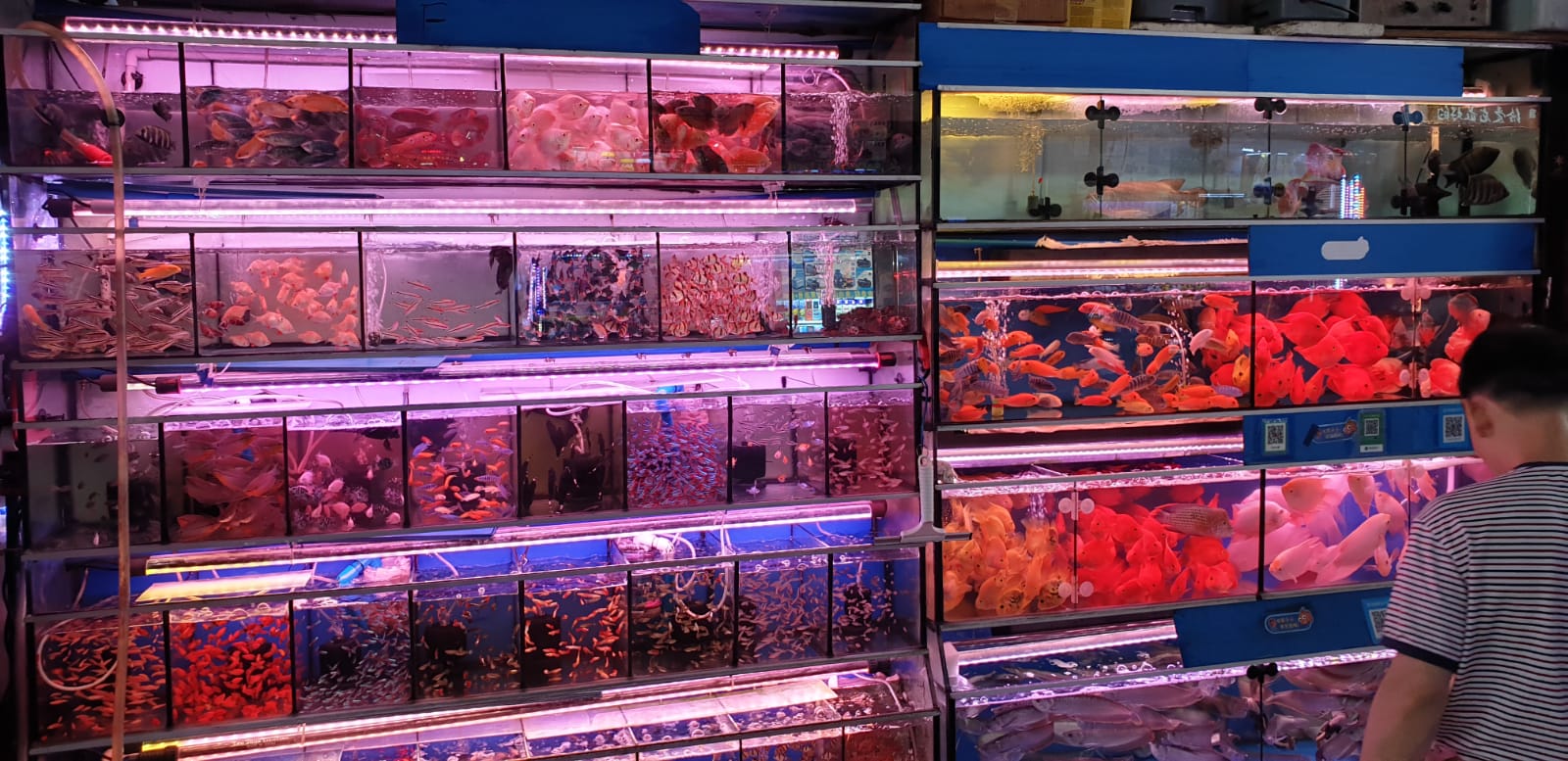 HUADIWAN AQUARIUM MARKET VISIT 2019