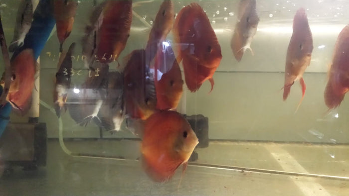 DISCUS BREEDING FACILITY GUANGZHOU 2019