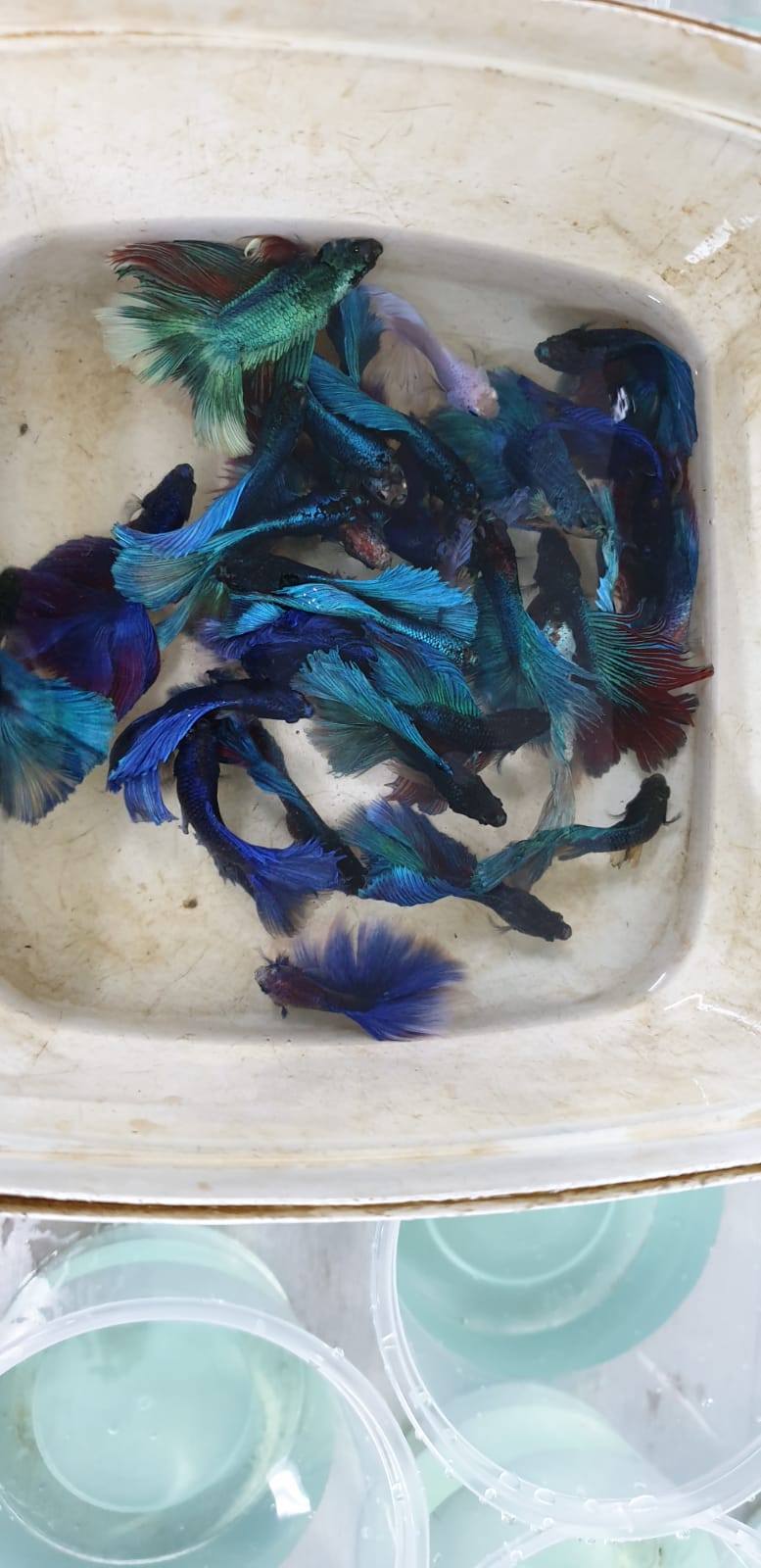 BEAUTIFUL HALF MOON BETTAS!