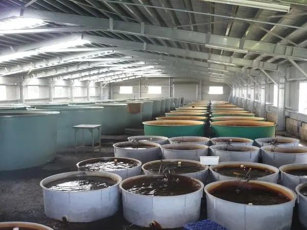 AQUATIC SOLUTIONS ACQUIRES AUSTRALIA'S BIGGEST ORNAMENTAL FISH FARM