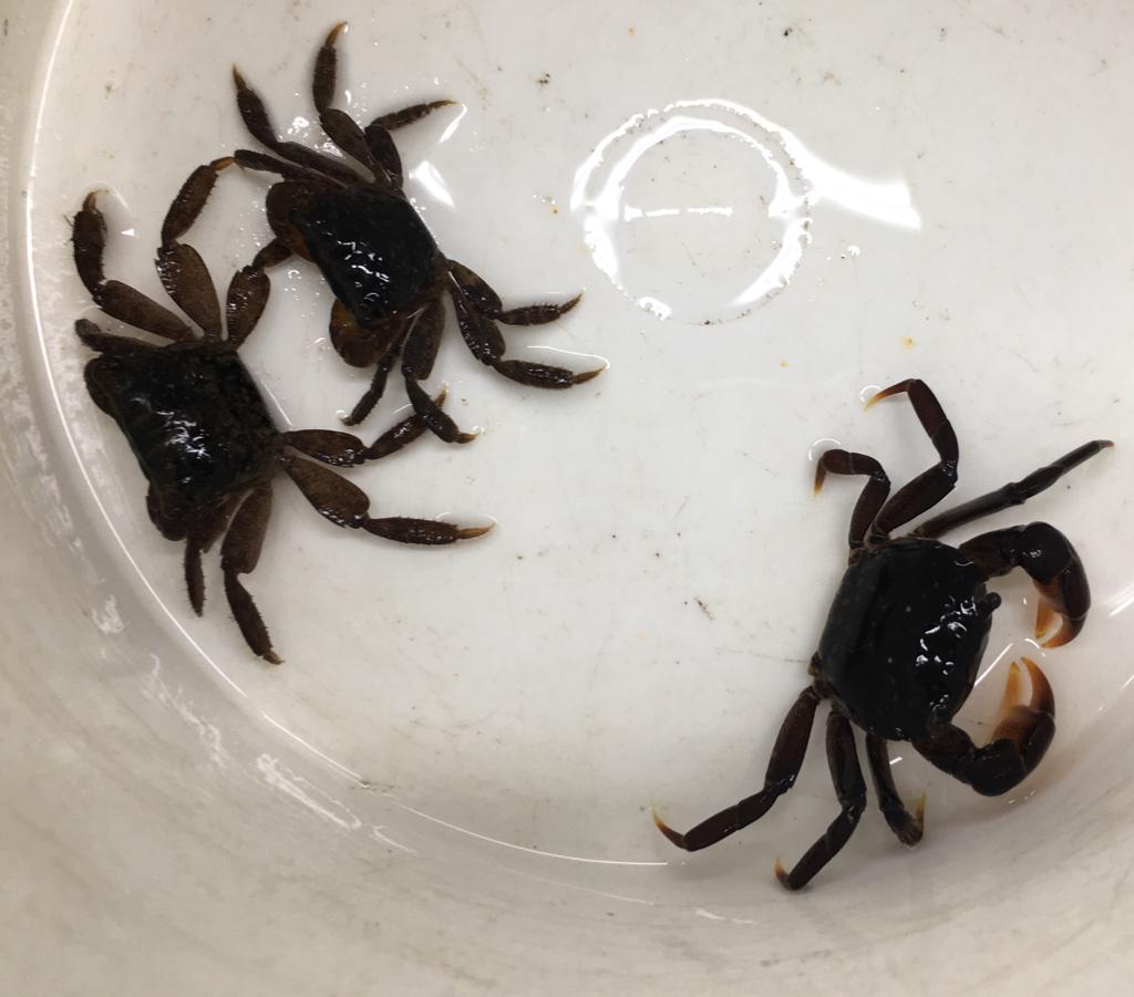 Crab care sheet