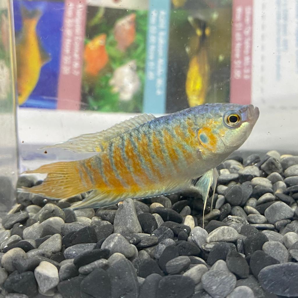 Back to Basics -Classic Aquarium Fish