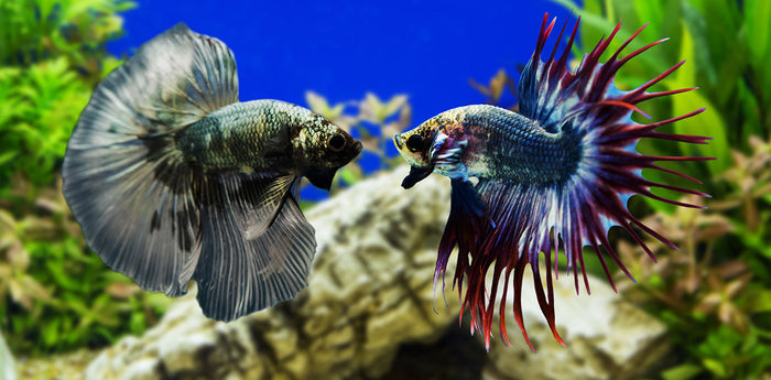 Fighting Fish care sheet