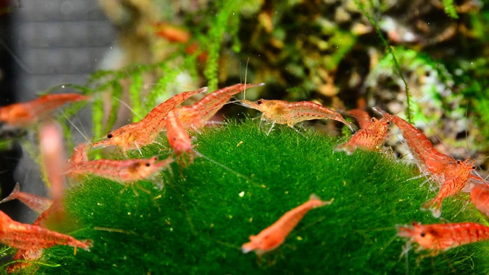 Cherry Shrimp care sheet