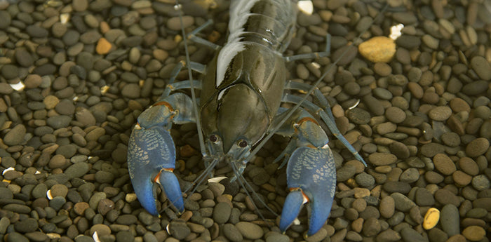 Freshwater Yabbies care sheet