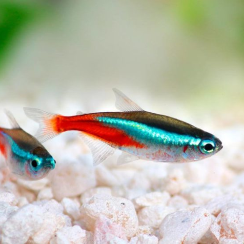 Tetras