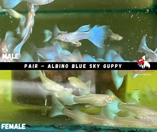 Albino Full Platinum Guppy Indo - Male S-2.5