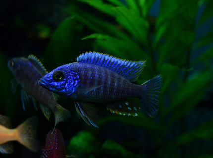Blue Peacock (Import) Bulk 50+ M-5