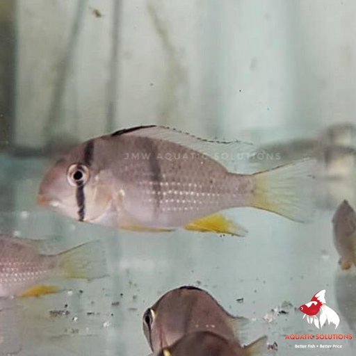 Geo. guianacara dacrya (Bandit Cichlid) (Local) OMG-14
