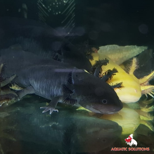 Axolotl - Black Seconds (Local) L-15