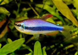 Emperor Tetra - Blue (Import) Bulk 100+ M 2-3