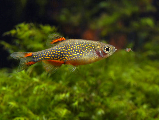 Celestial Pearl Danio (Galaxy Rasbora) (Local) S-2 ONLINE SPECIAL EXCLUSIVE!