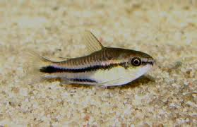Corydoras - pygmaeus Bulk 50+ M 1-2 (Cute!)