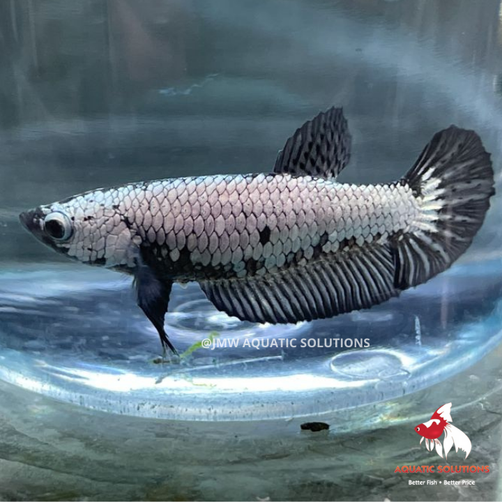 Female - Half Moon S/F Black Samurai (FBS) M-4