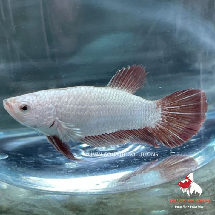 Female - Half Moon S/F Red Samurai (FRS) M-4