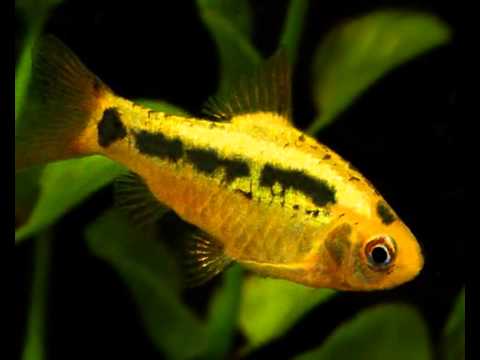 Golden Barb - Neon (Local) M-4