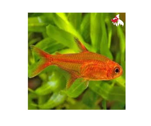 Ember Tetra (Import) Bulk 100+ M 2-3 (Nice!)