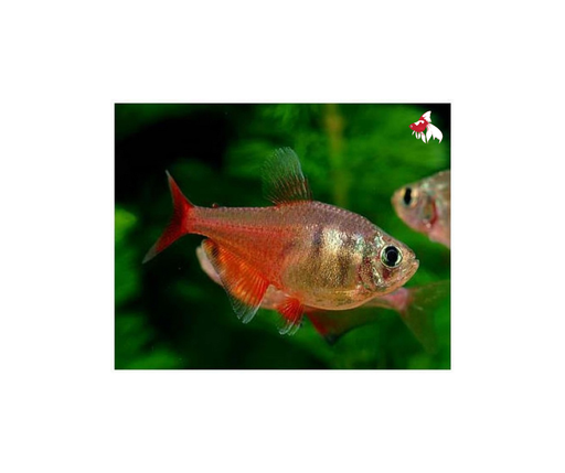 Flame Tetra (Local) Bulk 100+ M 2-3