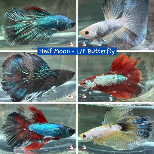 Half Moon - L/F Butterfly (BHM) (A Grade) L-6