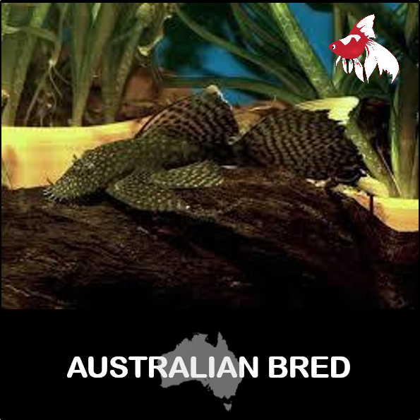 Bristle Nose - Longfin (Local) S-3