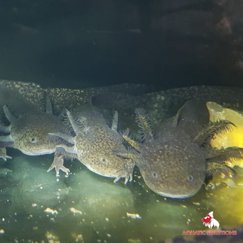 Axolotl - Olive / Wild (Local) XL-18 ONLINE SPECIAL EXCLUSIVE!