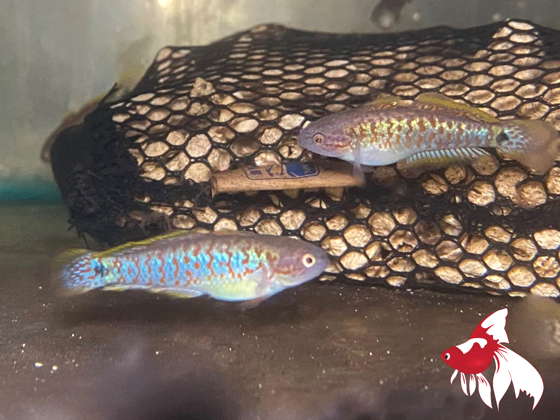 Peacock Gudgeon M 3-4