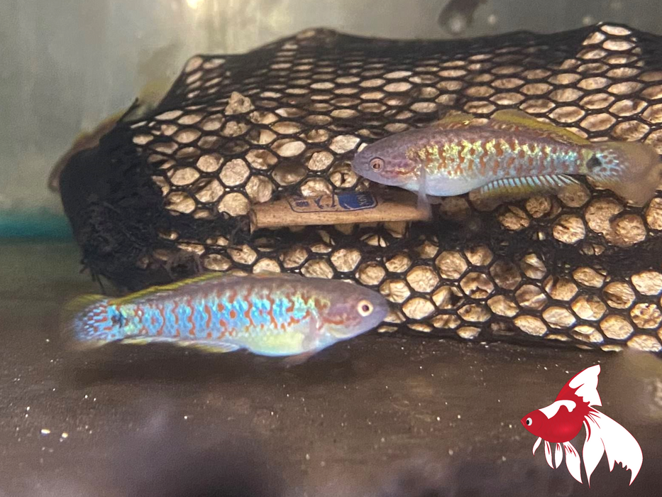 Peacock Gudgeon M 3-4