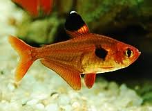 Phantom Tetra - Red Bulk 100+ M 2-3 (Nice!)