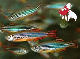 Redfin Danio (Local) L-3.5