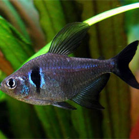 Phantom Tetra - Black Bulk 100+ ML 3-4