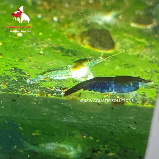 Cherry Shrimp - Blue (Local) M-1 ONLINE SPECIAL EXCLUSIVE!