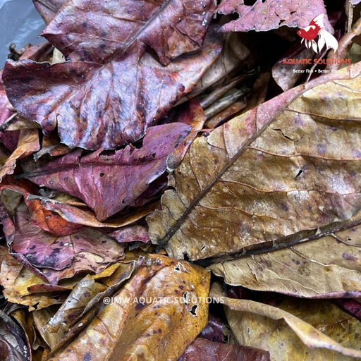 Catappa Leaves (Indian Almond Leaf) (Local) Bulk x50