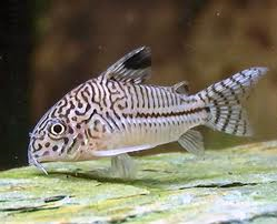 Corydoras - julii (Import) Bulk 30+ ML 3.5-4cm