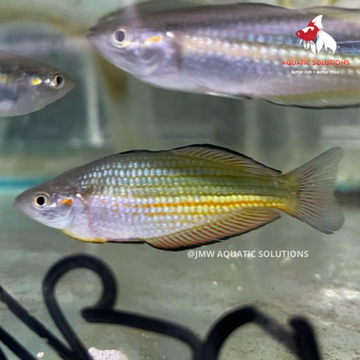 Crimson Spotted Rainbow (Local) Seconds XL-8.5 (1 ONLY!)