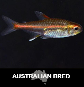 Glowlight Tetra (Local) Bulk 100+ XL 3-3.5 (Show!)