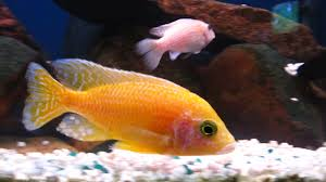 Gold/Tangerine Peacock M-5