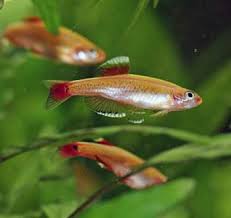 White Cloud - Gold (Local) Bulk 100+ M 2.5-3
