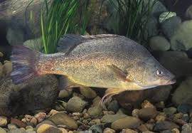 Golden Perch (Local) Bulk 50+ M-5