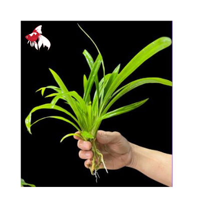 Pandanus 32-40cm (Nice!)
