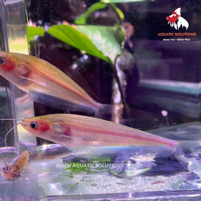 Glass Catfish - Poormans L-7