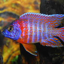 Red Side Peacock (Import) ML-7 (Nice!)