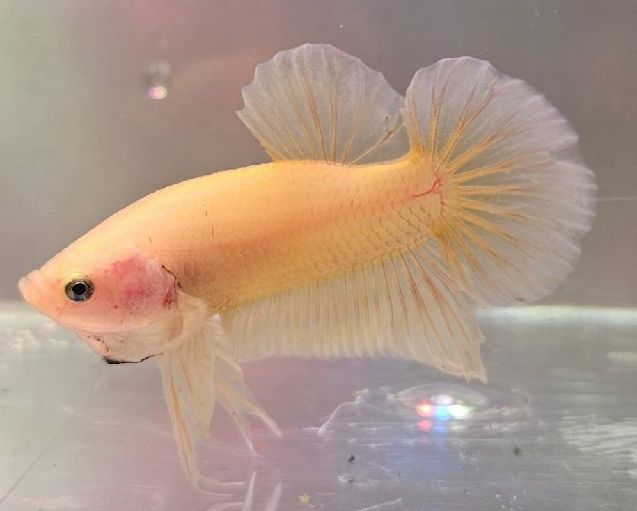 Half Moon - S/F Super Yellow (SY) M-4.5