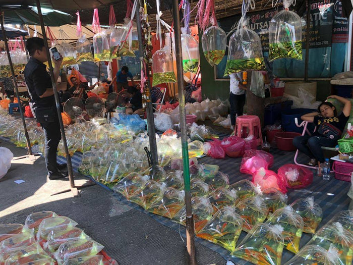 Visit JJ Market/ Chatuchak Weekend Market in Bangkok, Thailand