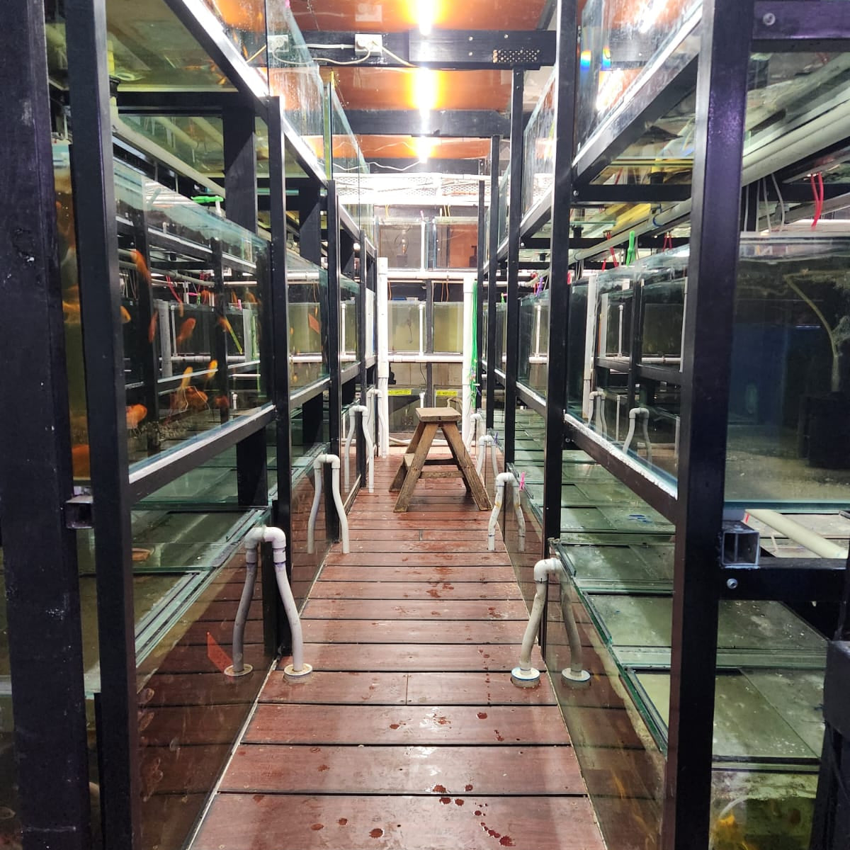AUSSIE BRED FISH - SUPPORT OUR FISH FARM PLUS PROGRESS OF OUR GOLDFISH ...